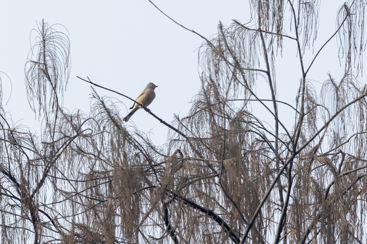 Gray-necked Bunting - ML646567012