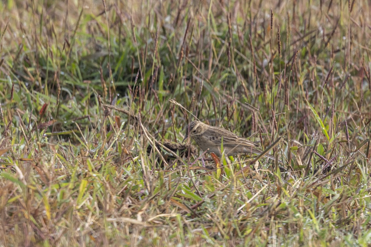 Paddyfield Pipit - ML646567013
