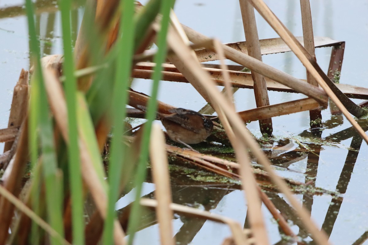 Marsh Wren - ML646567015