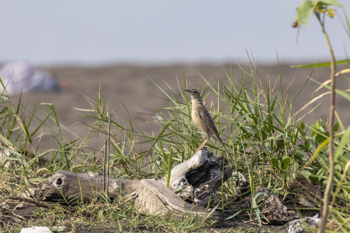 Long-billed Pipit - ML646567017