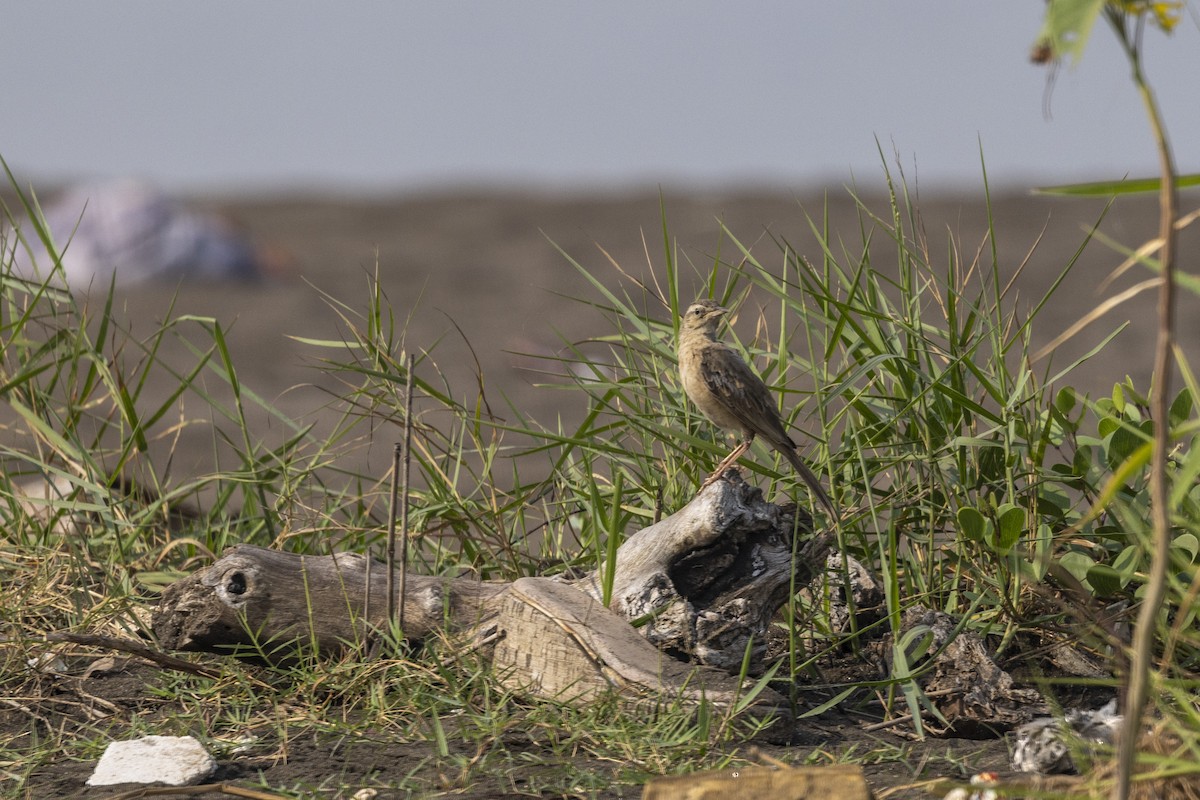 Long-billed Pipit - ML646567020