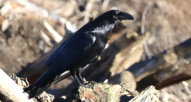 Erroi handia - ML646567021