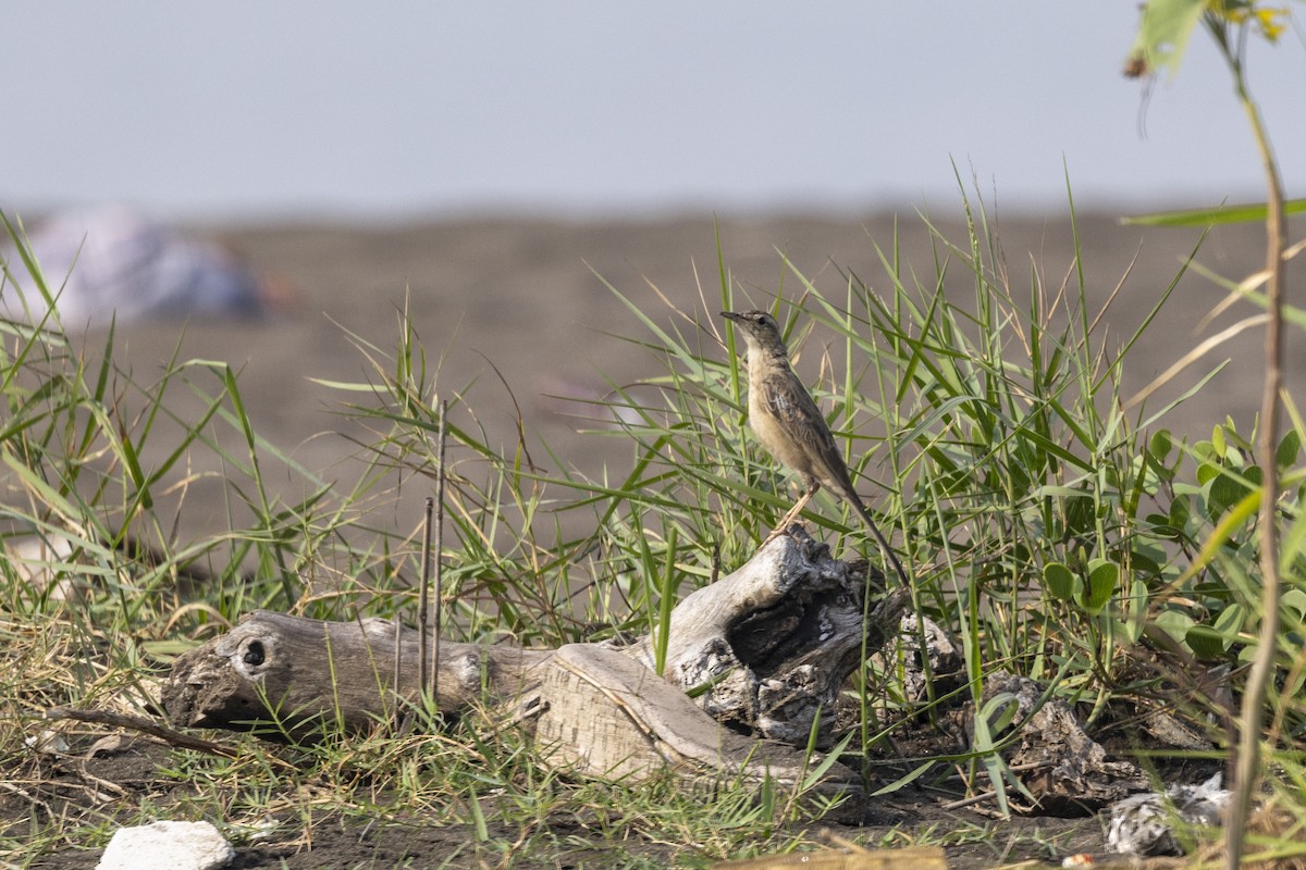 Long-billed Pipit - ML646567022