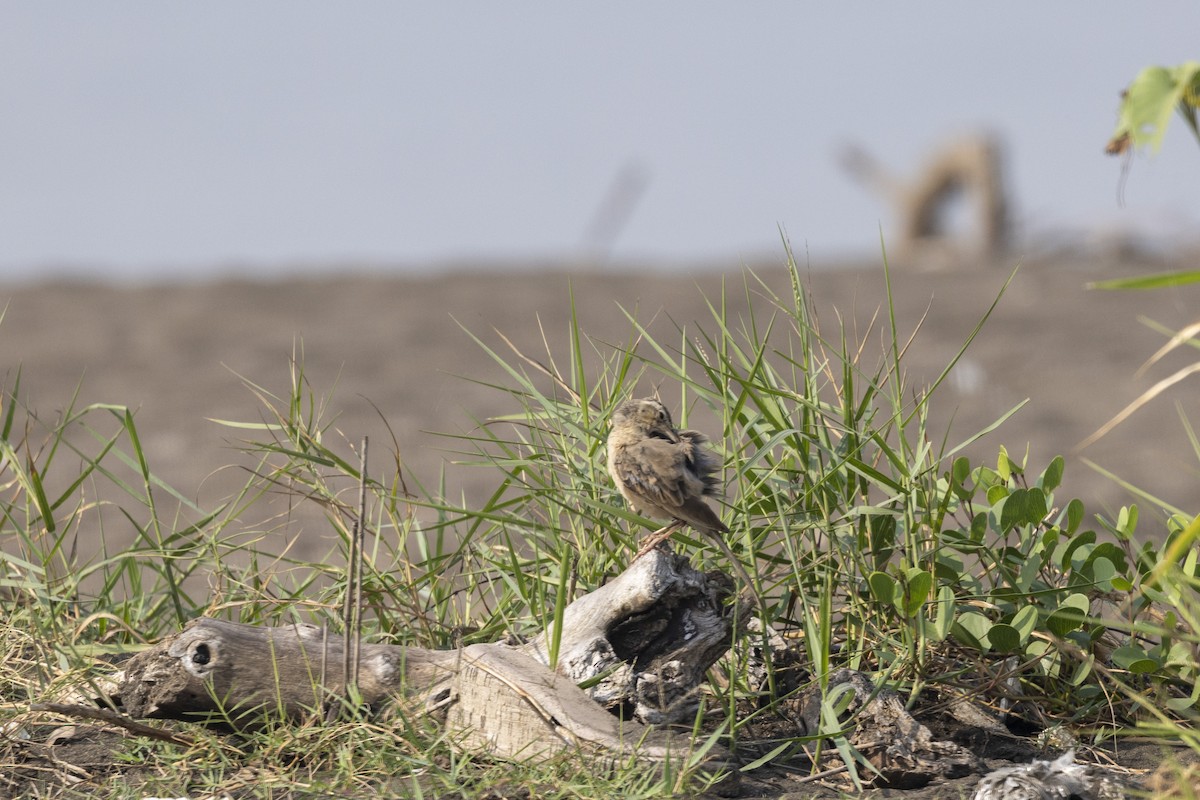 Long-billed Pipit - ML646567023