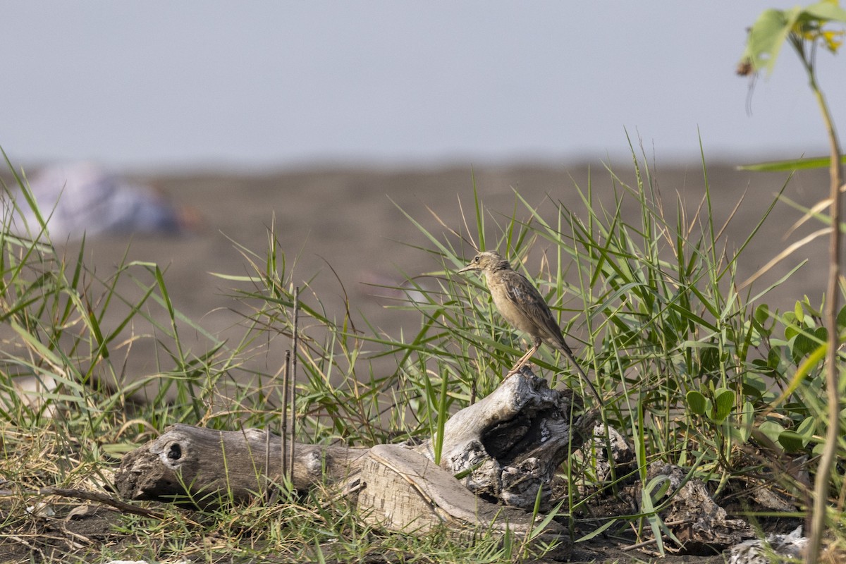 Long-billed Pipit - ML646567024
