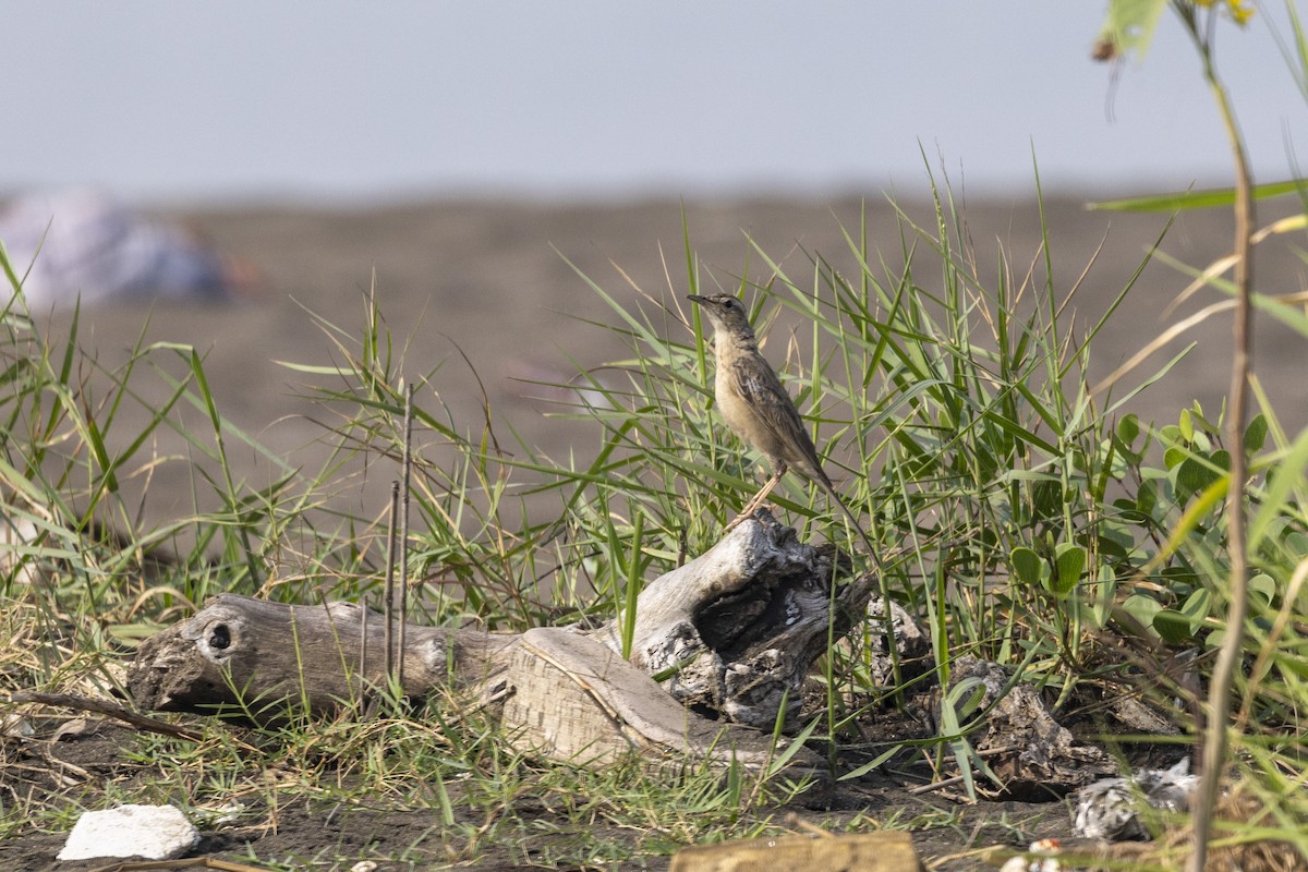 Long-billed Pipit - ML646567025