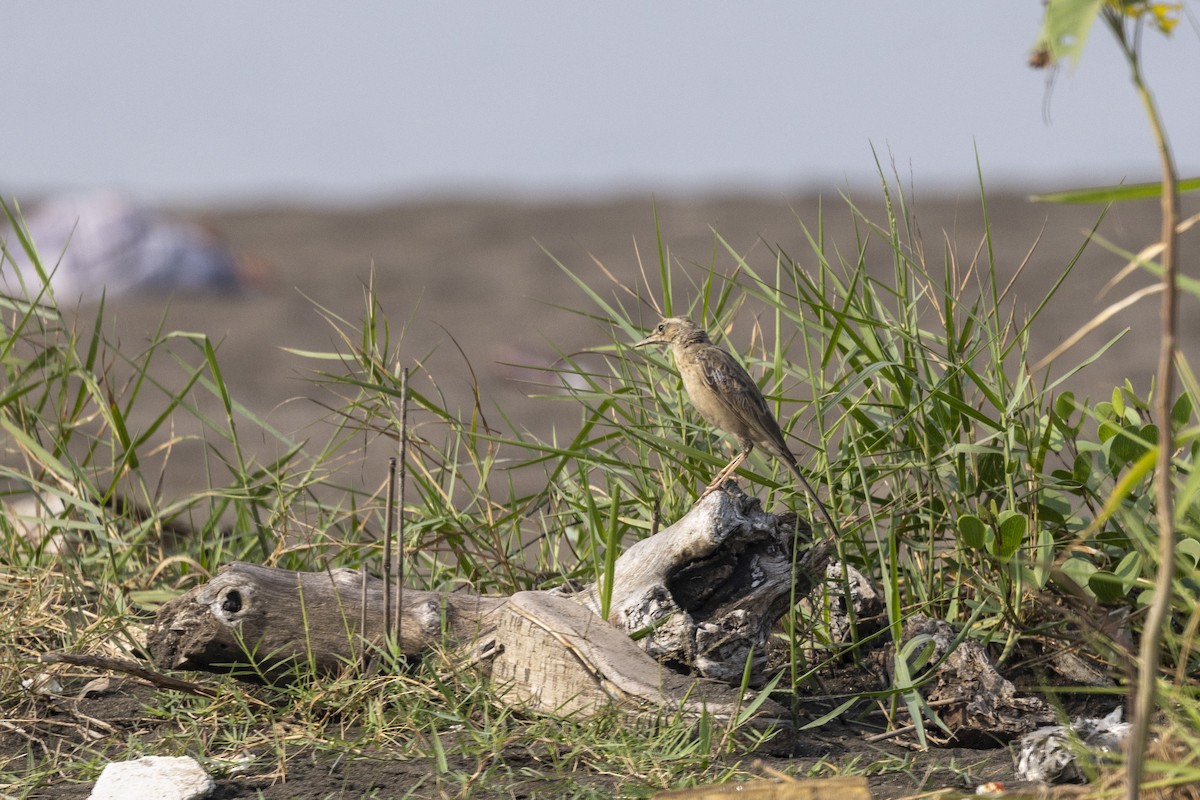 Long-billed Pipit - ML646567026