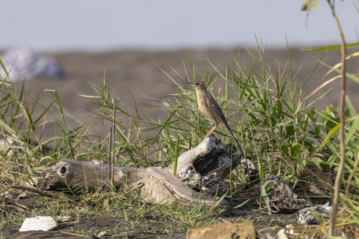 Long-billed Pipit - ML646567027