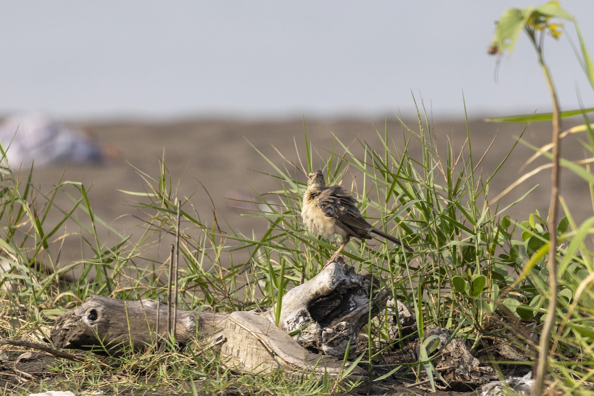 Long-billed Pipit - ML646567028