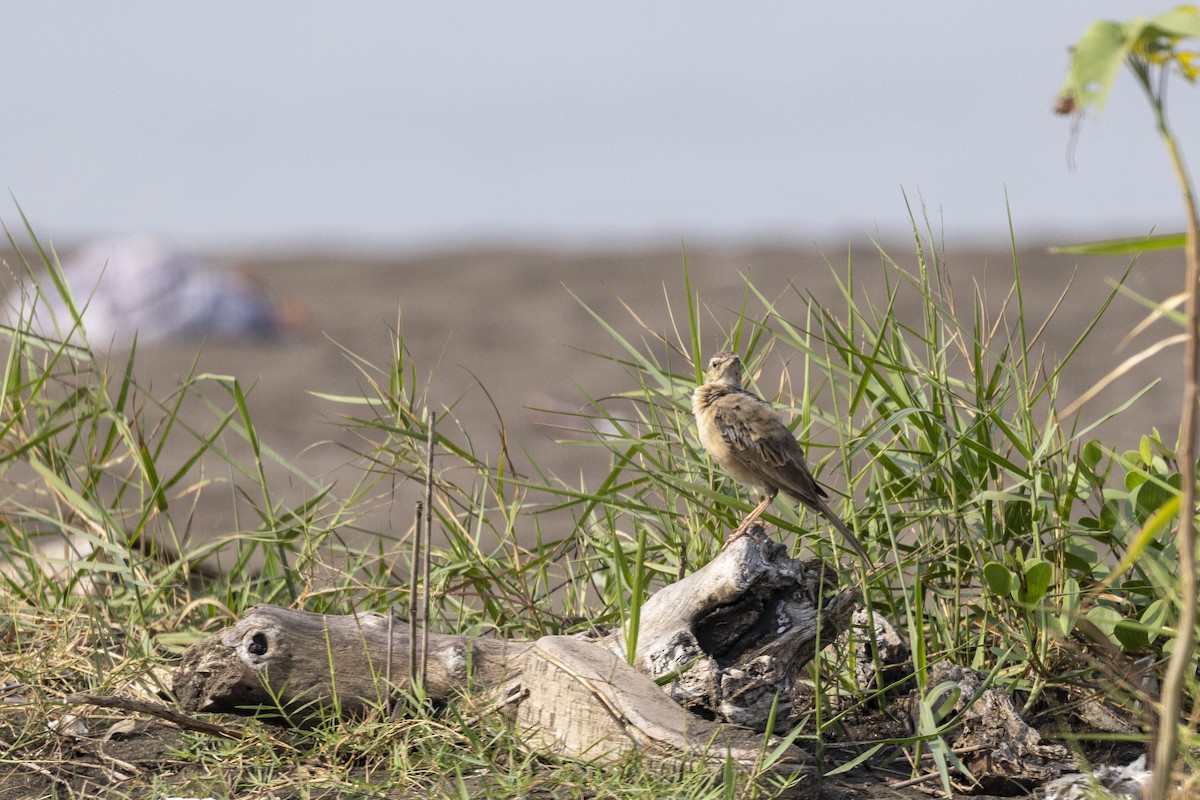 Long-billed Pipit - ML646567030