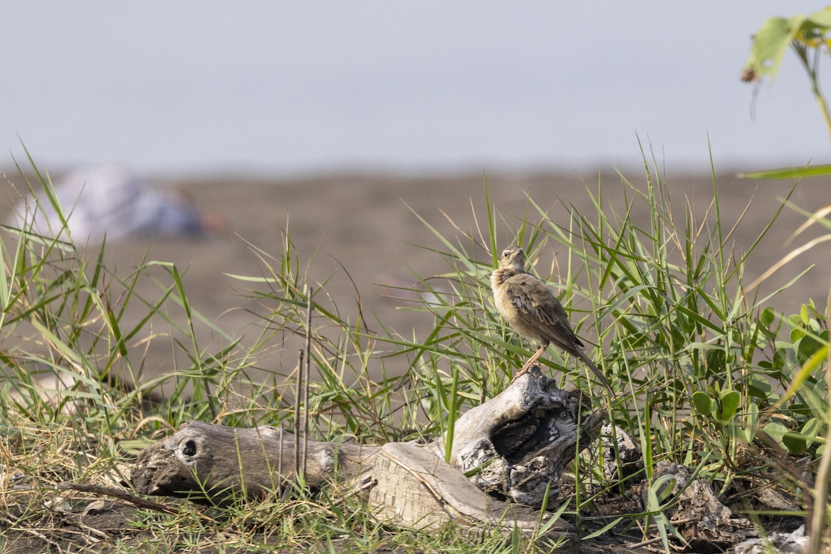 Long-billed Pipit - ML646567031