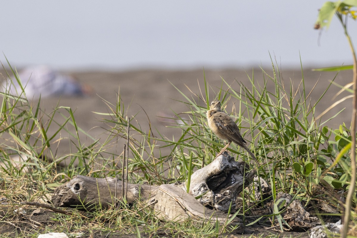 Long-billed Pipit - ML646567032