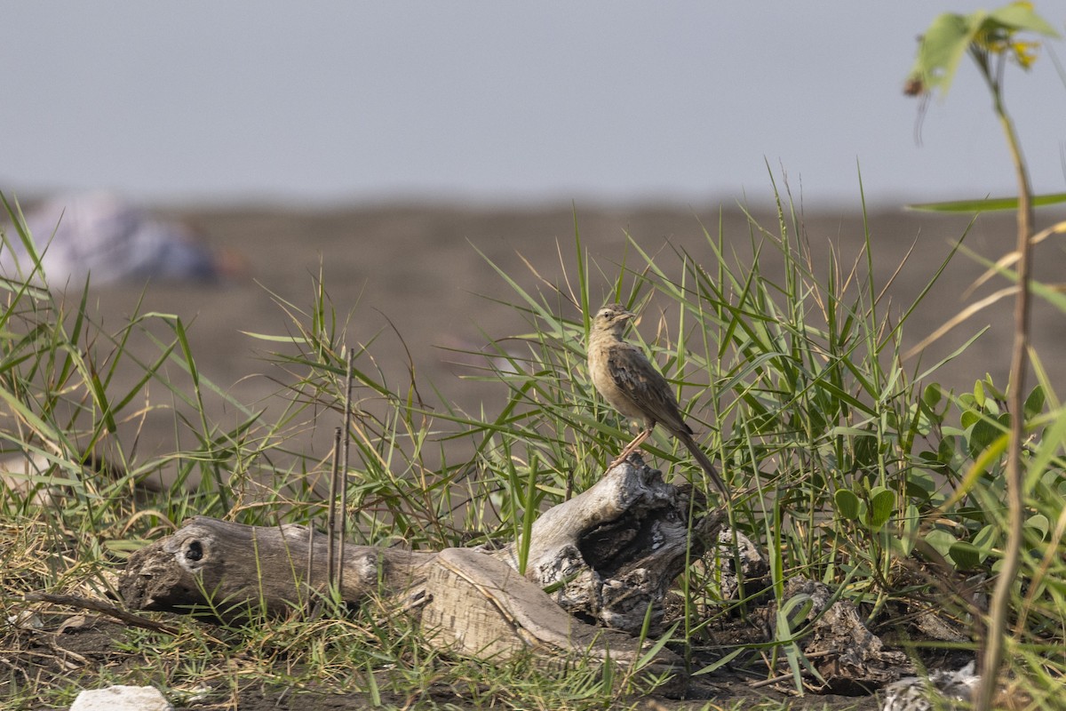 Long-billed Pipit - ML646567033
