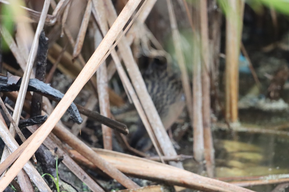 Virginia Rail - ML646567036