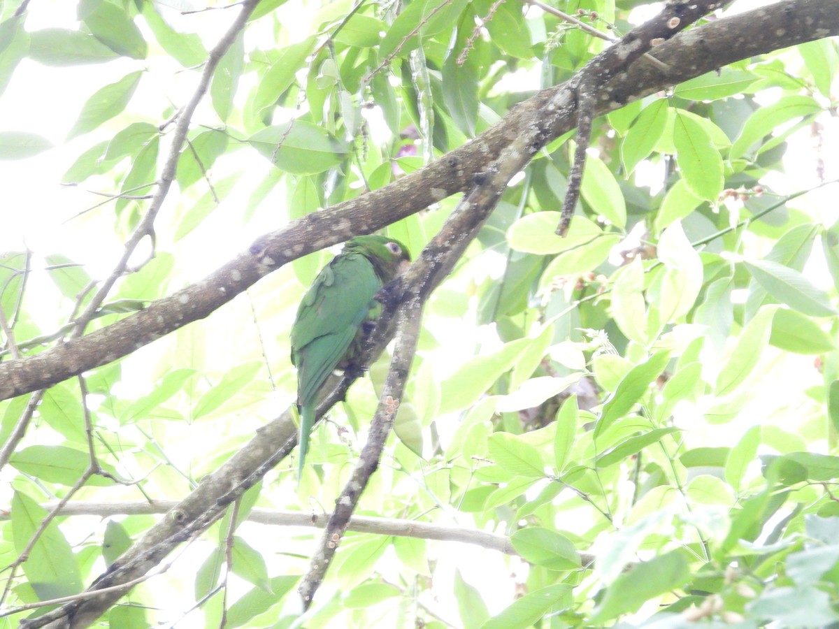 Аратинга венесуельський - ML646567044