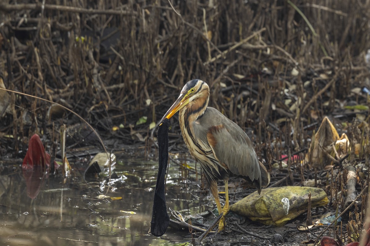 Airone rosso - ML646567045