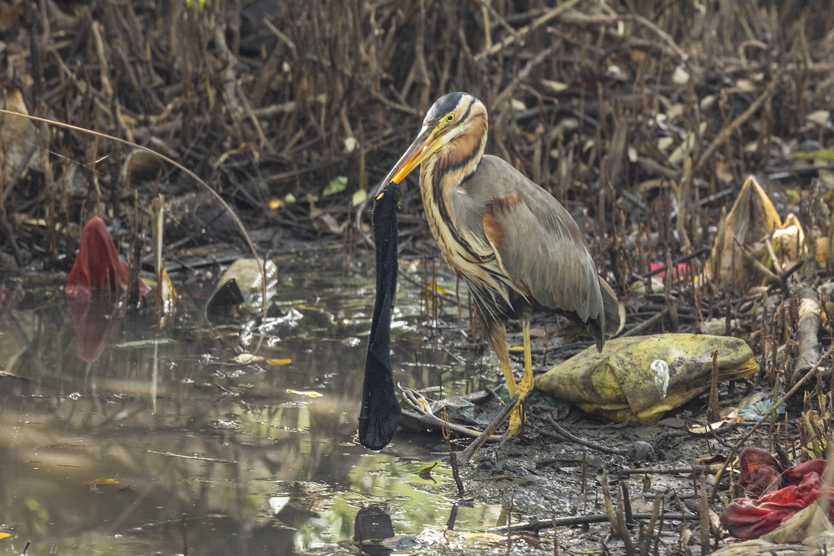 Airone rosso - ML646567046