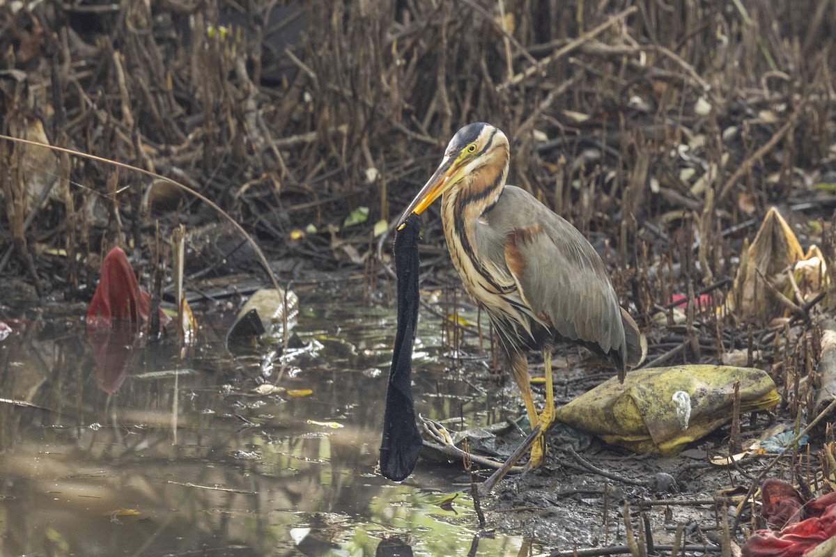 Airone rosso - ML646567048