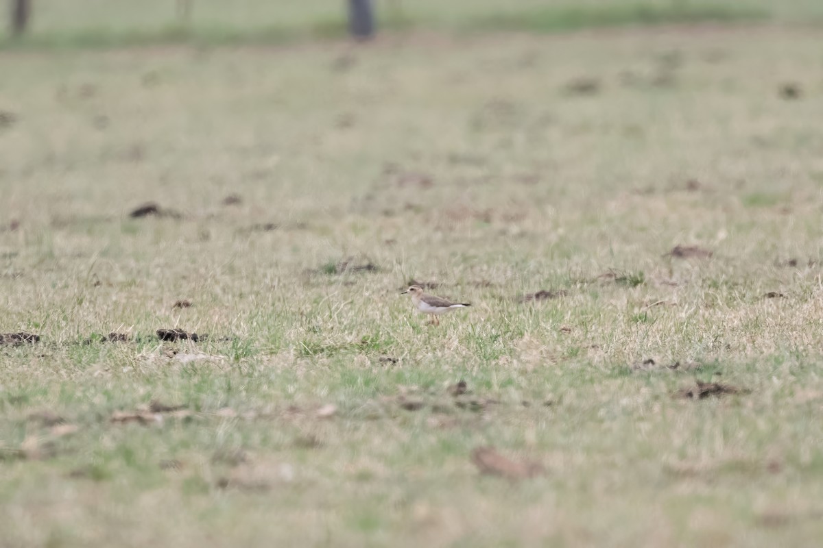 Oriental Plover - ML646567050