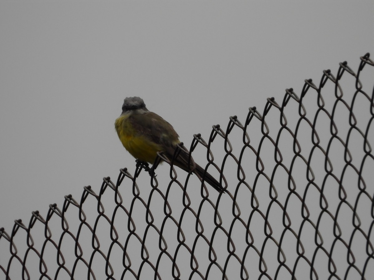 Tropical Kingbird - ML646567056