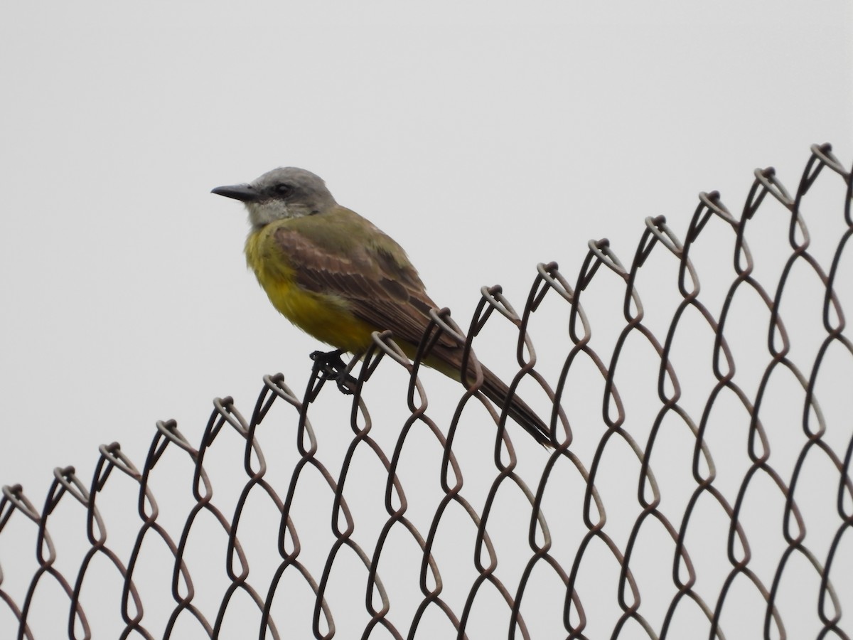 Tropical Kingbird - ML646567057