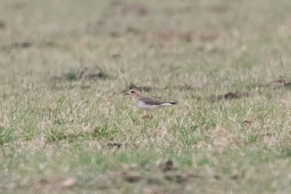 Oriental Plover - ML646567058