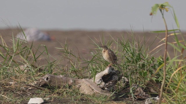 Long-billed Pipit - ML646567059