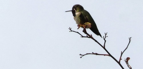 Anna's Hummingbird - ML646567060