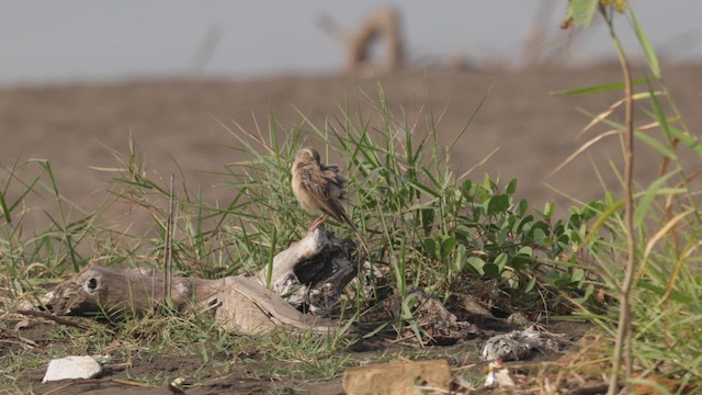 Txirta mokoluzea - ML646567062