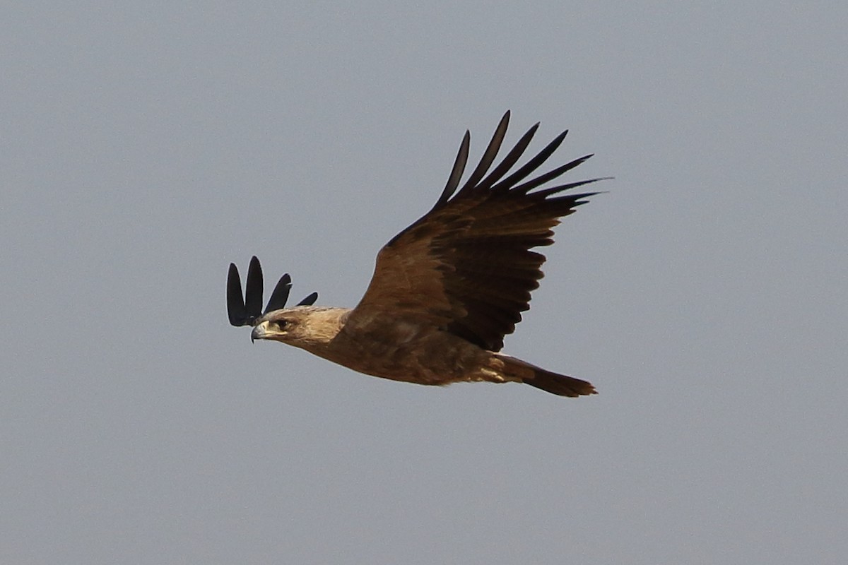 Tawny Eagle - ML646567063