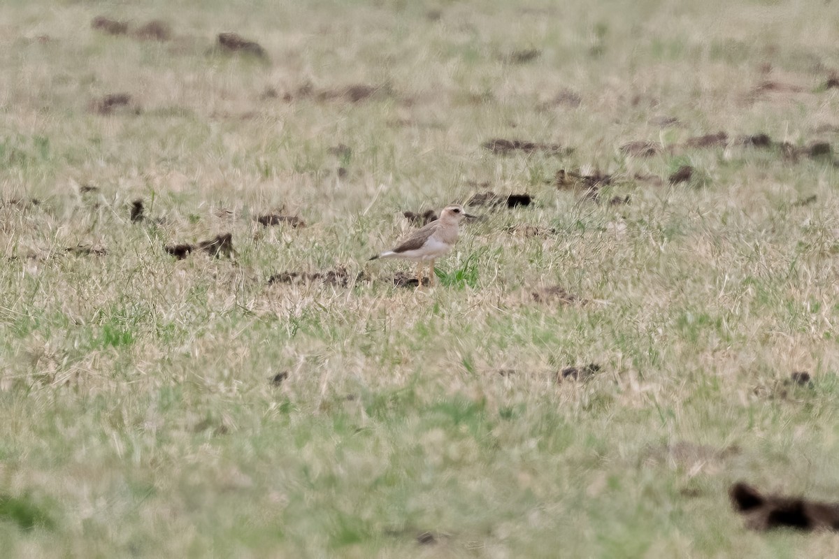 Oriental Plover - ML646567064