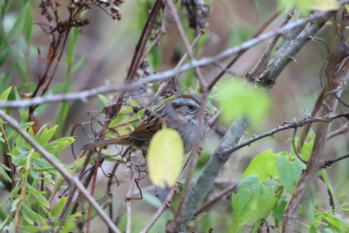 Swamp Sparrow - ML646567069