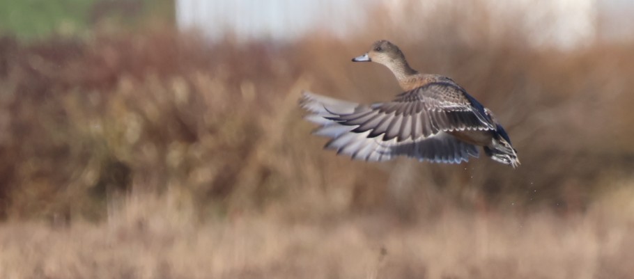 Northern Pintail - ML646567071