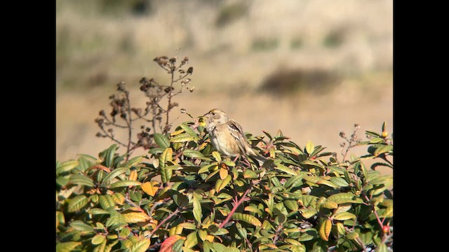 Golden-crowned Sparrow - ML646567073