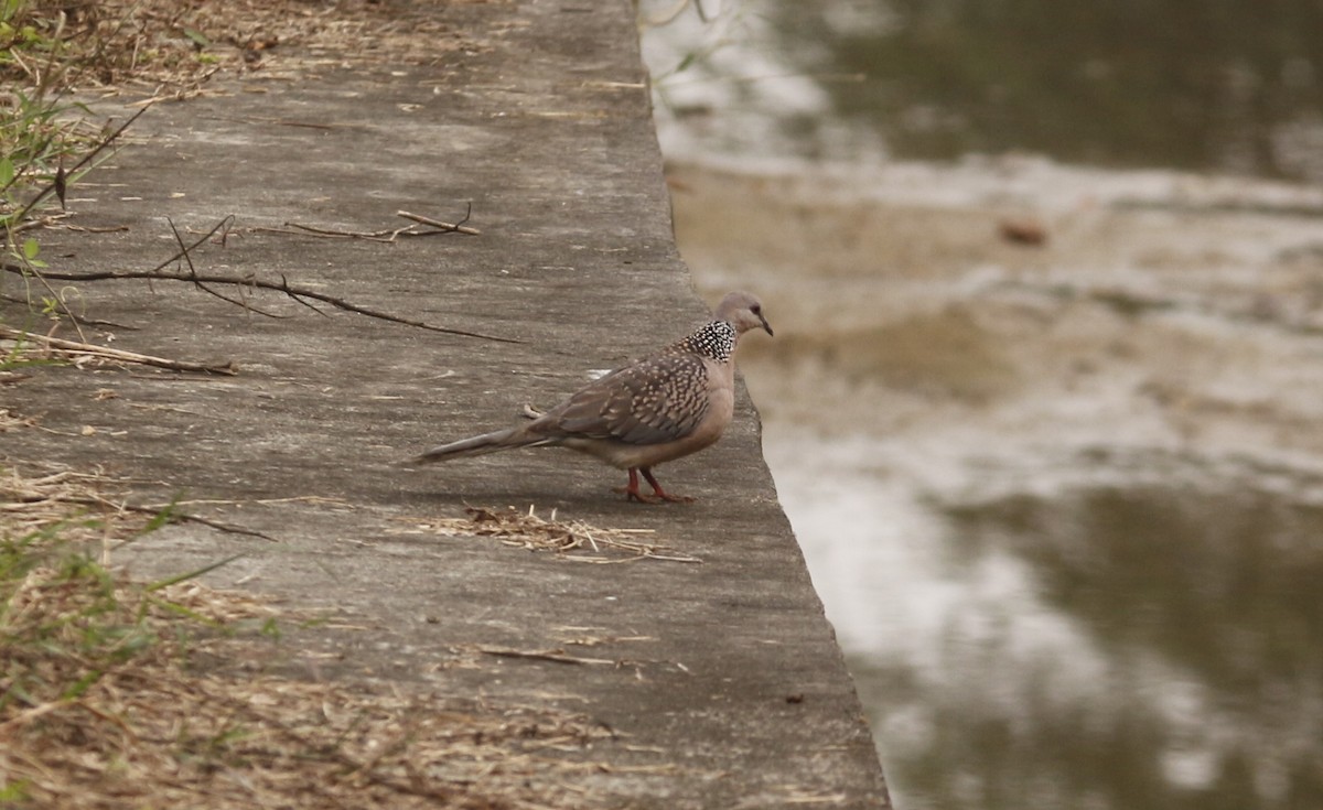 カノコバト - ML646567074