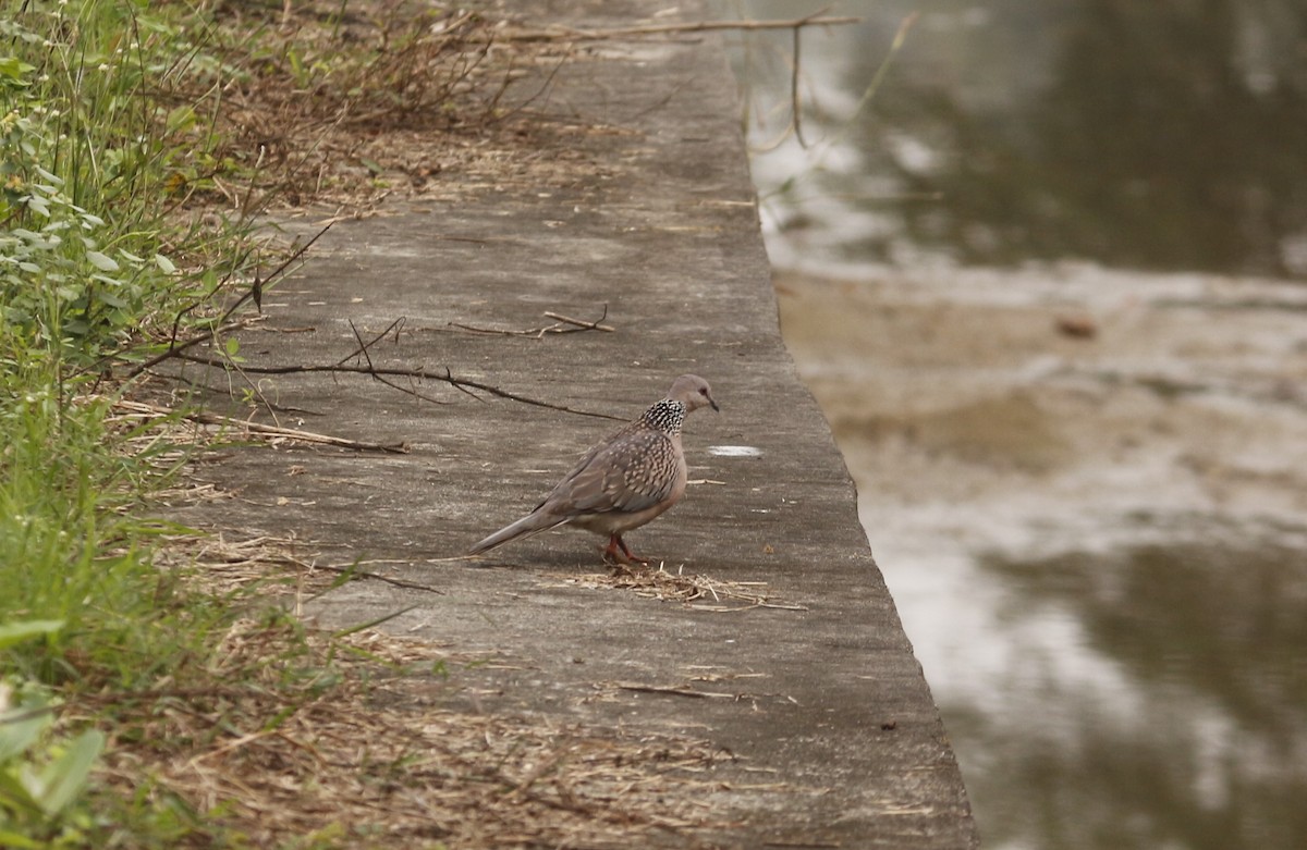カノコバト - ML646567075
