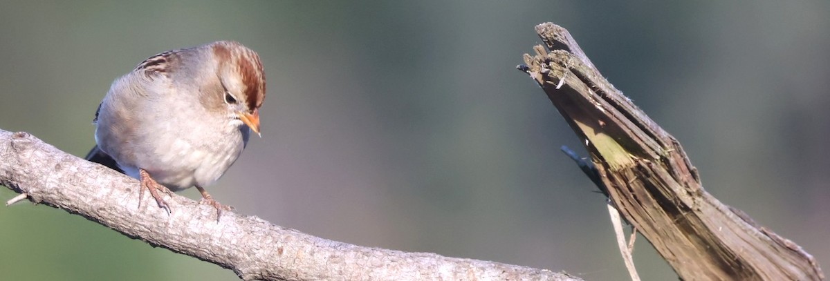 White-crowned Sparrow - ML646567076
