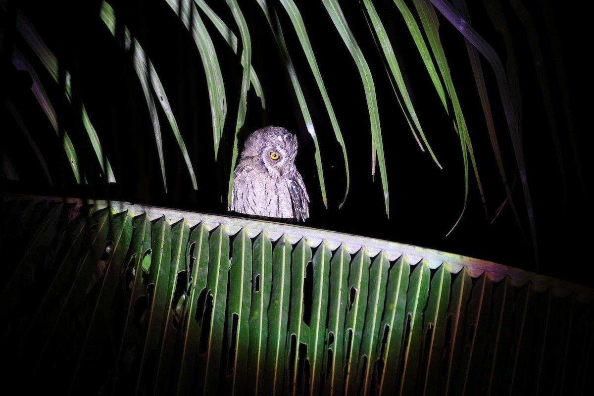 Moluccan Scops-Owl (Moluccan) - ML646567077