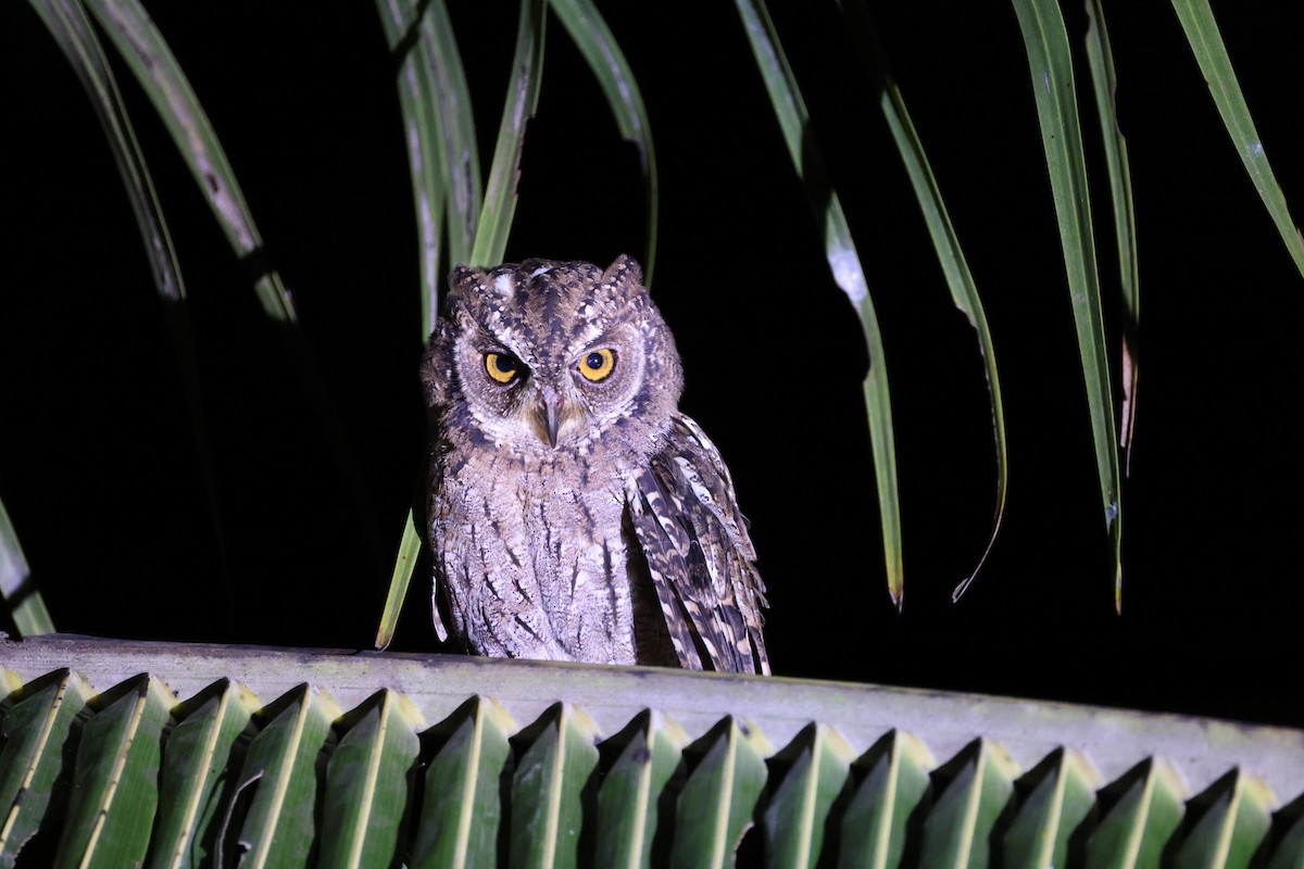 Moluccan Scops-Owl (Moluccan) - ML646567078