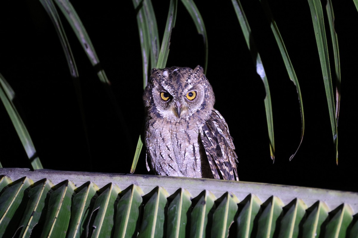 Moluccan Scops-Owl (Moluccan) - ML646567079