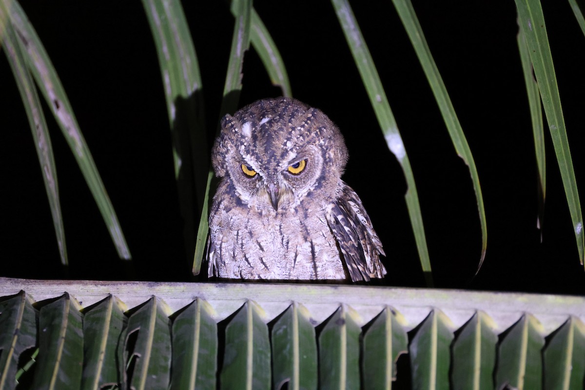 Moluccan Scops-Owl (Moluccan) - ML646567080