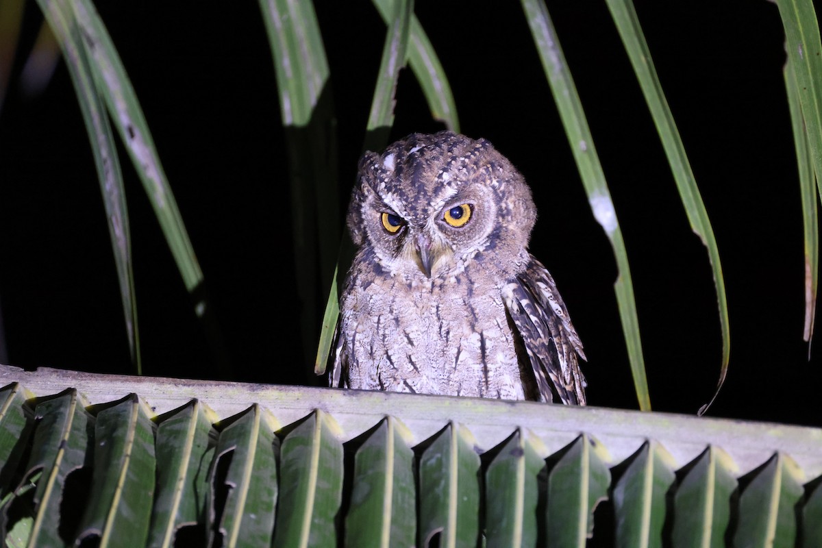 Moluccan Scops-Owl (Moluccan) - ML646567081