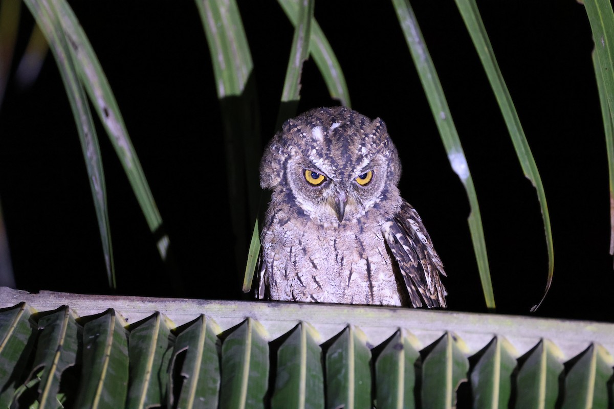 Moluccan Scops-Owl (Moluccan) - ML646567082
