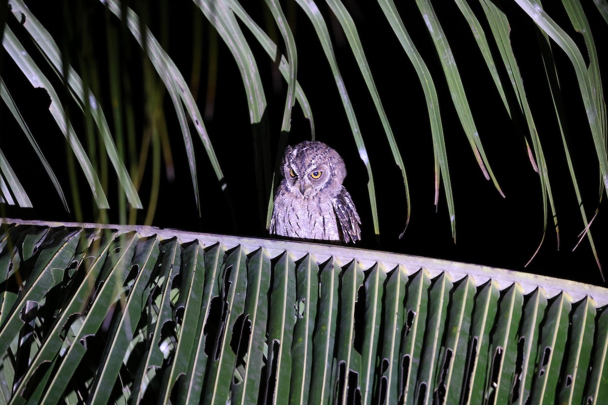 Moluccan Scops-Owl (Moluccan) - ML646567083