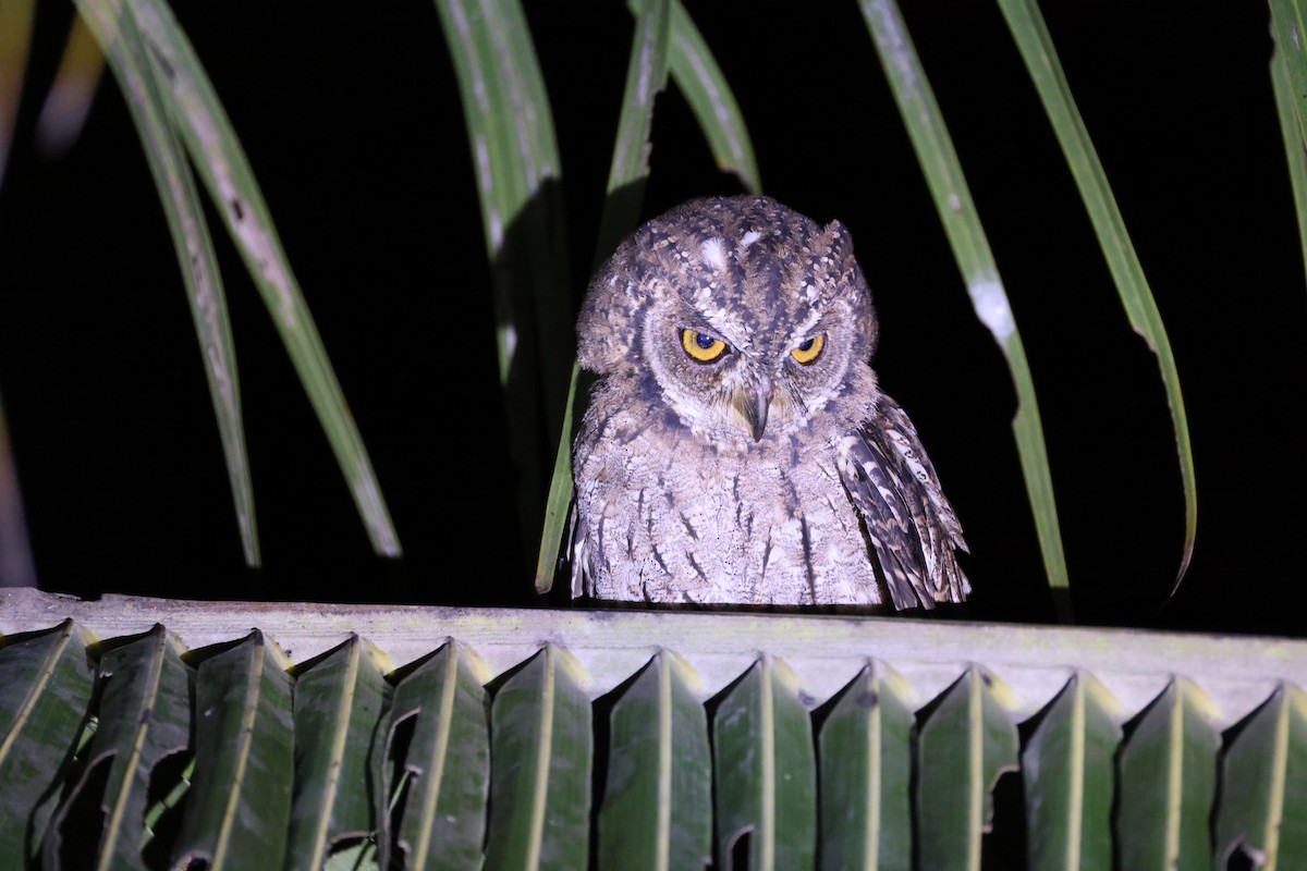 Maluku İshakkuşu [magicus grubu] - ML646567084