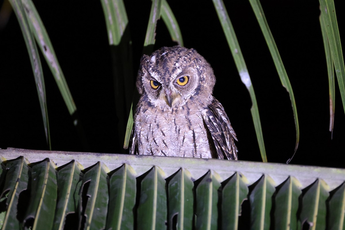 Maluku İshakkuşu [magicus grubu] - ML646567086