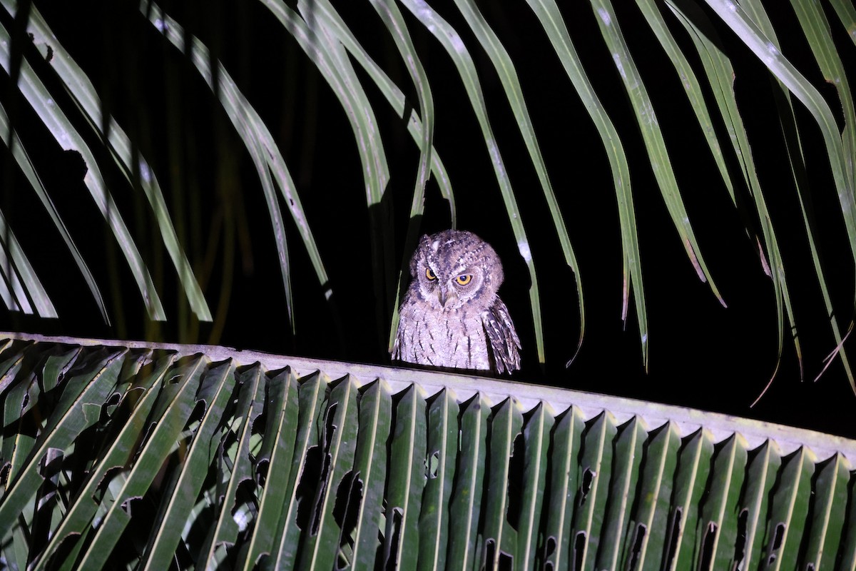 Maluku İshakkuşu [magicus grubu] - ML646567089