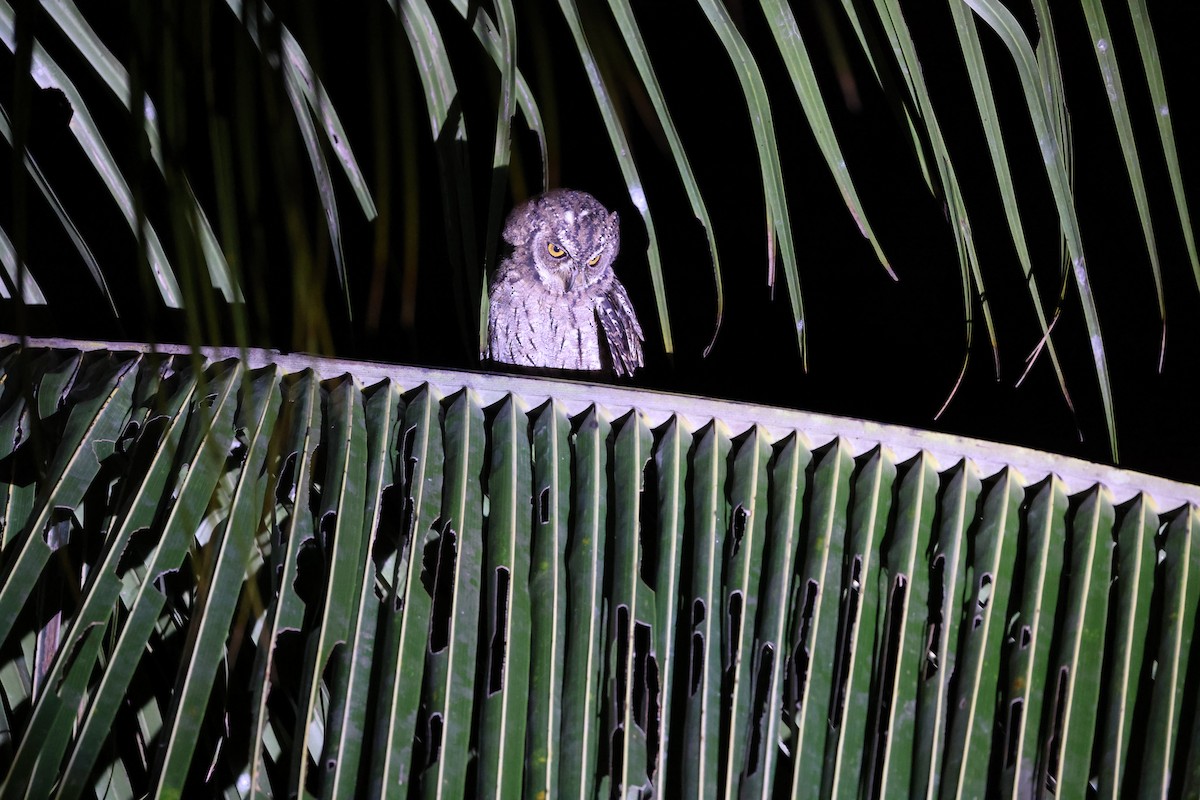 Maluku İshakkuşu [magicus grubu] - ML646567091