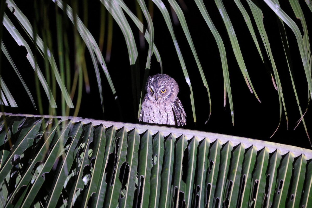 Maluku İshakkuşu [magicus grubu] - ML646567092