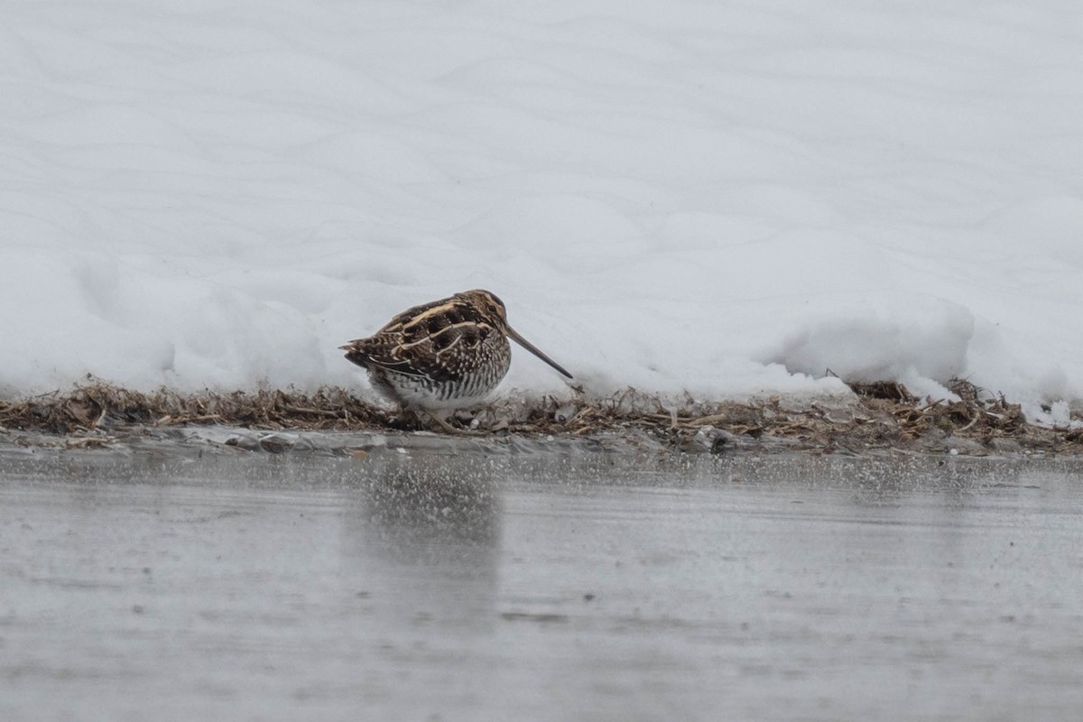 kanadabekkasin - ML646567094